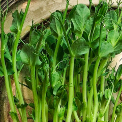 Peashoots - Tendril