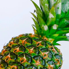 Pinapple - Large