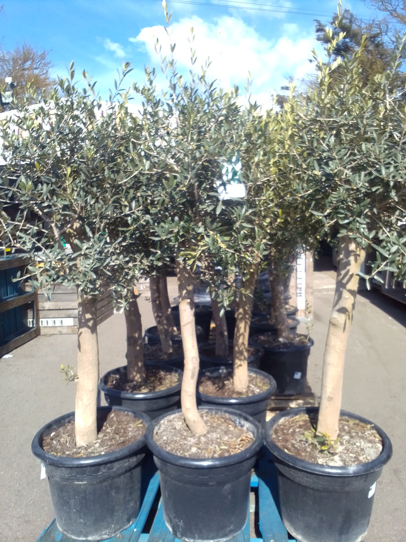OLIVE TREE