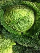 Cabbage - Savoy Each