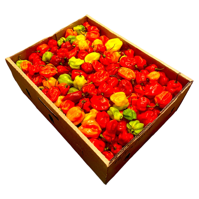 Scotch Bonnet - Box Of