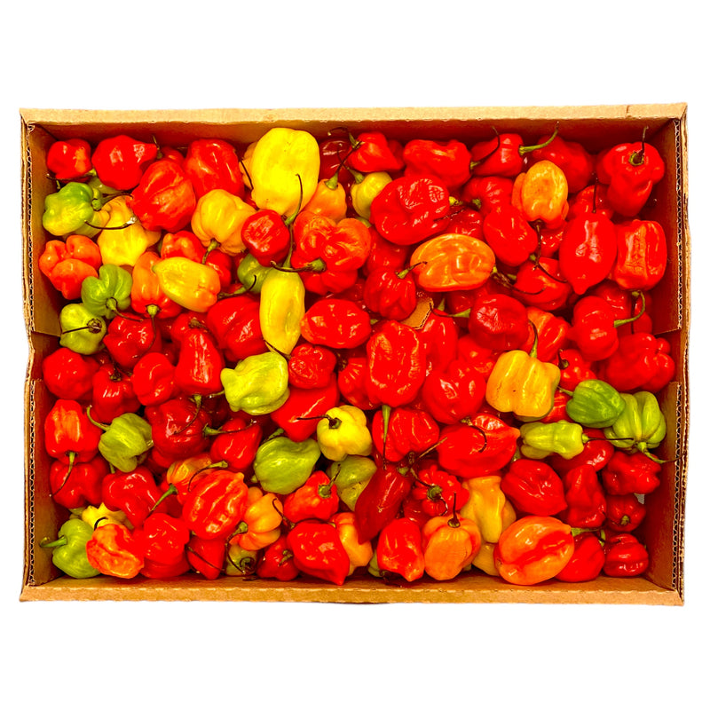 Scotch Bonnet - Box Of