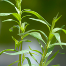 Herbs - Tarragon 100g